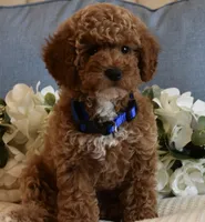 Caleb , a male Poodle - Toy  for sale in Temecula, CA – 3 of 6