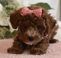 Star , a female Poodle - Toy  for sale in Temecula, CA – 3 of 5