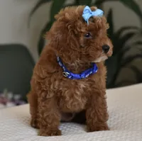Marley , a male Poodle - Toy  for sale in Temecula, CA – 3 of 5