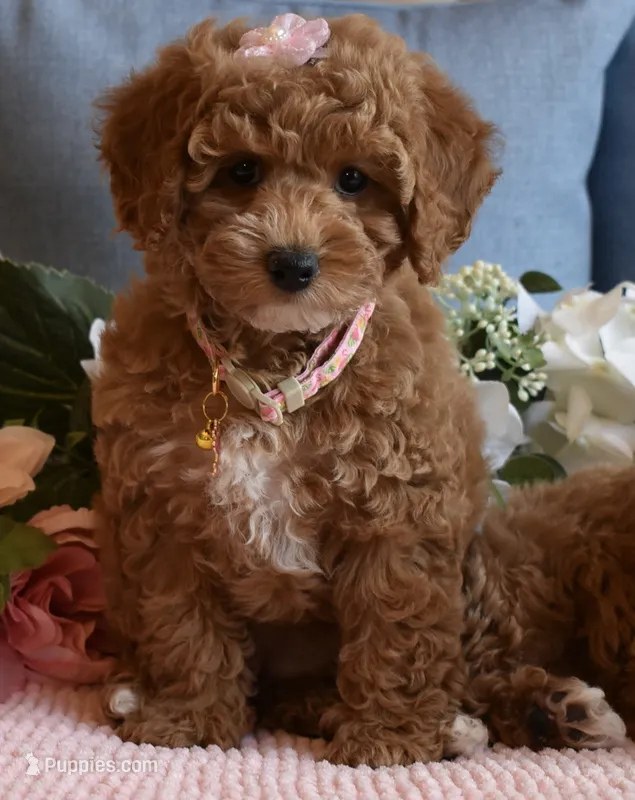 Hula , a female Poodle - Toy  for sale in Temecula, CA – 1 of 5