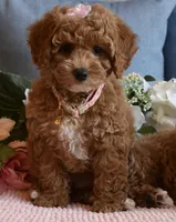 Hula , a female Poodle - Toy  for sale in Temecula, CA – 1 of 5