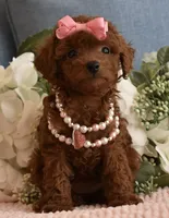 Teenie, a female Poodle - Toy  for sale in Temecula, CA – 2 of 5