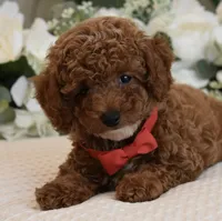 Mason , a male Poodle - Toy  for sale in Temecula, CA – 6 of 8