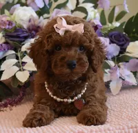 Mia, a female Poodle - Toy  for sale in Temecula, CA – 2 of 5