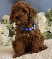 Banjo , a female Poodle - Toy  for sale in Temecula, CA – 3 of 5