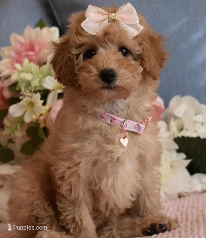 Ella – Poodle - Toy  puppy for sale in Temecula, CA