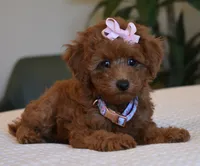 Queenie , a female Poodle - Toy  for sale in Temecula, CA – 3 of 4