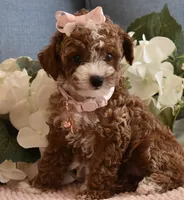 Bindy , a female Poodle - Toy  for sale in Temecula, CA – 2 of 6
