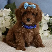 Marley , a male Poodle - Toy  for sale in Temecula, CA – 4 of 5