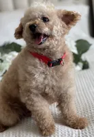 Louie , a male Poodle - Toy  for sale in Temecula, CA – 4 of 7