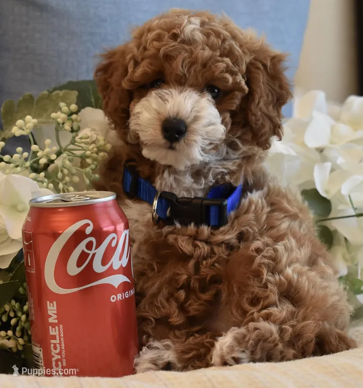 Owen  – Poodle - Toy  puppy for sale in Temecula, CA