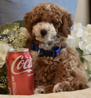 Owen , a male Poodle - Toy  for sale in Temecula, CA – 1 of 8