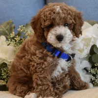 Owen , a male Poodle - Toy  for sale in Temecula, CA – 7 of 8