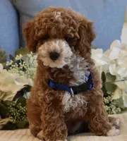 Owen , a male Poodle - Toy  for sale in Temecula, CA – 3 of 8