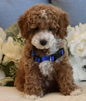 Owen , a male Poodle - Toy  for sale in Temecula, CA – 4 of 8