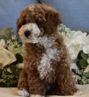 Owen , a male Poodle - Toy  for sale in Temecula, CA – 5 of 8