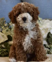 Owen , a male Poodle - Toy  for sale in Temecula, CA – 2 of 8