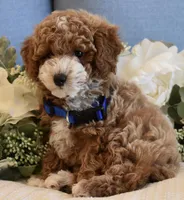 Owen , a male Poodle - Toy  for sale in Temecula, CA – 6 of 8