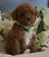 Tucker, a male Poodle - Toy  for sale in Temecula, CA – Photo 1 of 6