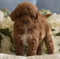 Tucker, a male Poodle - Toy  for sale in Temecula, CA – Photo 6 of 6