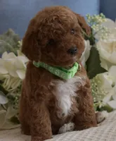 Tucker, a male Poodle - Toy  for sale in Temecula, CA – Photo 2 of 6