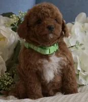 Tucker, a male Poodle - Toy  for sale in Temecula, CA – Photo 3 of 6