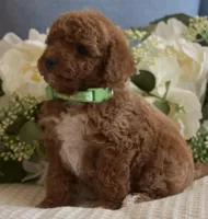 Tucker, a male Poodle - Toy  for sale in Temecula, CA – Photo 4 of 6