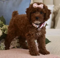 Cali Girl , a female Poodle - Miniature  for sale in Temecula, CA – 6 of 7