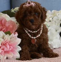 Hazel, a female Poodle - Toy  for sale in Temecula, CA – 5 of 6