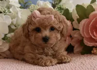 Macy , a female Poodle - Toy  for sale in Temecula, CA – 6 of 7