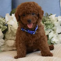 Sebastian , a male Poodle - Toy  for sale in Temecula, CA – 3 of 5