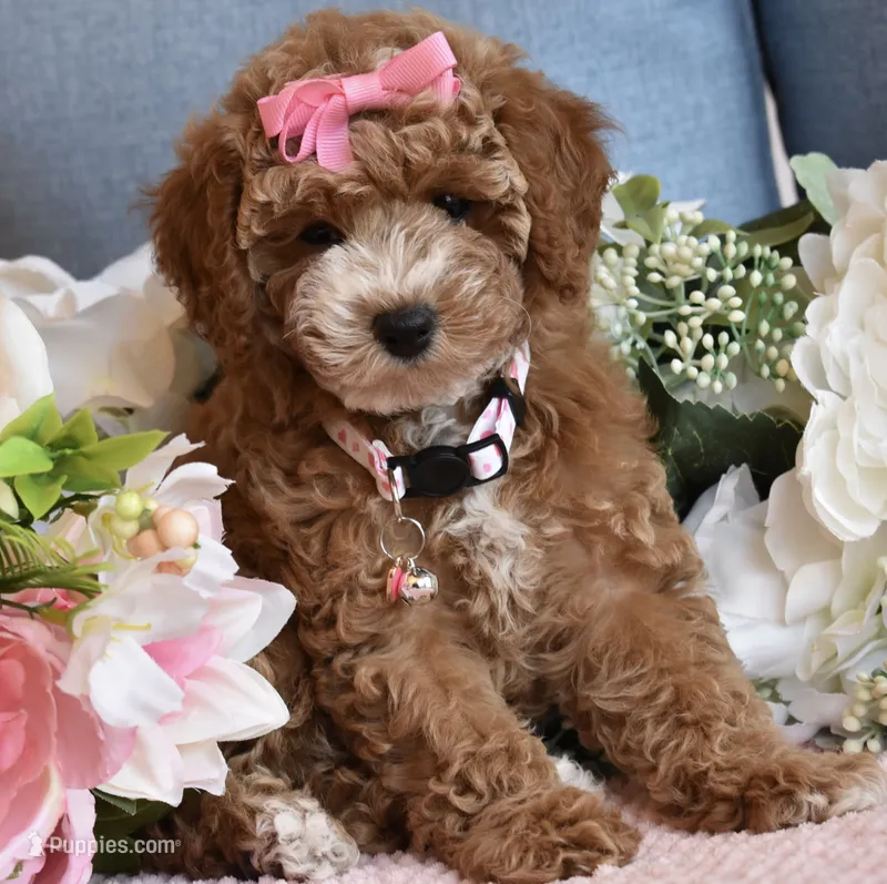 Willow, a female Poodle - Toy  for sale in Temecula, CA – 1 of 5