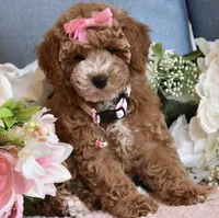 Willow, a female Poodle - Toy  for sale in Temecula, CA – 1 of 5