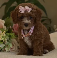 Willow , a female Poodle - Toy  for sale in Temecula, CA – 5 of 5