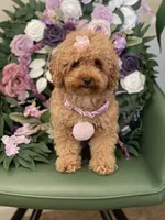 Brownie , a female Poodle - Toy  for sale in Temecula, CA – 2 of 6