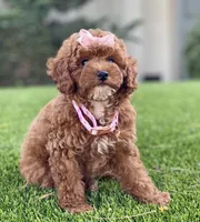 Cali , a female Poodle - Toy  for sale in Temecula, CA – 2 of 5