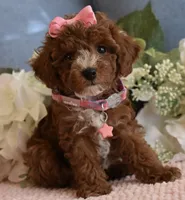 Star , a female Poodle - Toy  for sale in Temecula, CA – 5 of 5