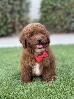 Teddy , a male Poodle - Toy  for sale in Temecula, CA – 8 of 9