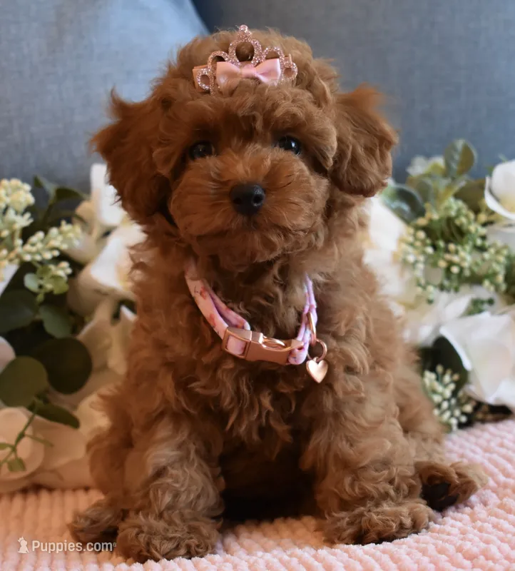 Tweenie  – Poodle - Toy  puppy for sale in Temecula, CA