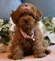 Tweenie , a female Poodle - Toy  for sale in Temecula, CA – 1 of 6