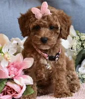 Zelda , a female Poodle - Toy  for sale in Temecula, CA – 5 of 5