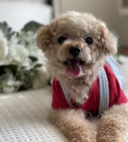 Louie , a male Poodle - Toy  for sale in Temecula, CA – 2 of 7