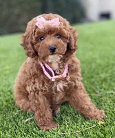Cali , a female Poodle - Toy  for sale in Temecula, CA – 1 of 5