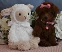 Coco, a female Poodle - Toy  for sale in Temecula, CA – 4 of 6