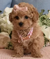 Macy , a female Poodle - Toy  for sale in Temecula, CA – 2 of 7
