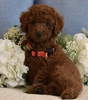 Winston , a male Poodle - Toy  for sale in Temecula, CA – 5 of 5