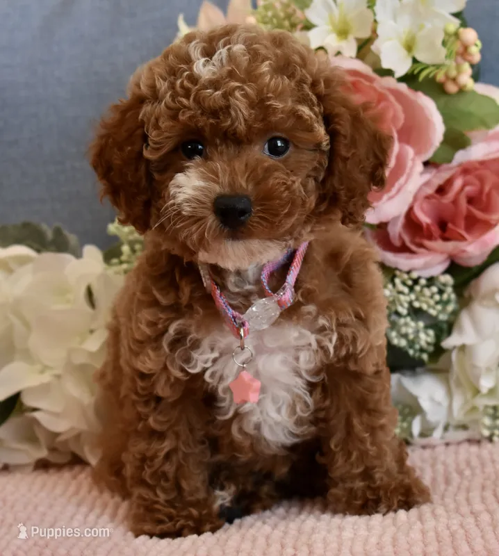 Pixie  – Poodle - Toy  puppy for sale in Temecula, CA