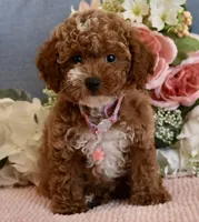 Pixie , a female Poodle - Toy  for sale in Temecula, CA – 1 of 5