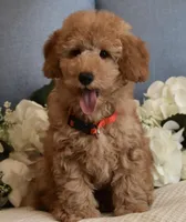 Bear , a male Poodle - Miniature  for sale in Temecula, CA – Photo 4 of 6