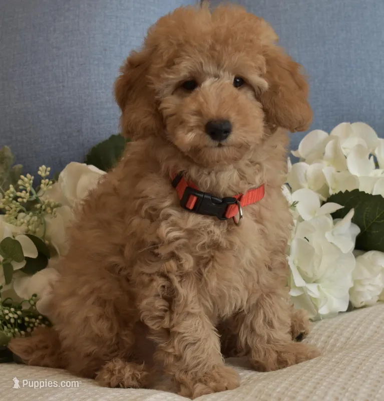 Bear  – Poodle - Miniature  puppy for sale in Temecula, CA